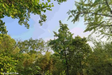 高树幽篁-淡水河